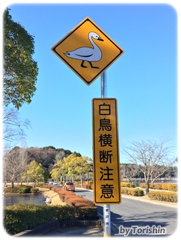 白鳥横断注意看板（水戸市千波湖）