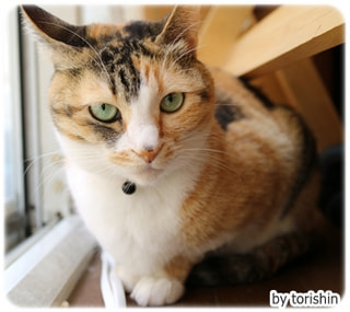 EOS M3のパンケーキレンズで撮った猫写真