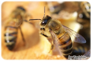 久々にマクロレンズを引っ張り出してきて、ミツバチの写真を撮ってみました